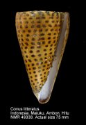 Conus litteratus (2)